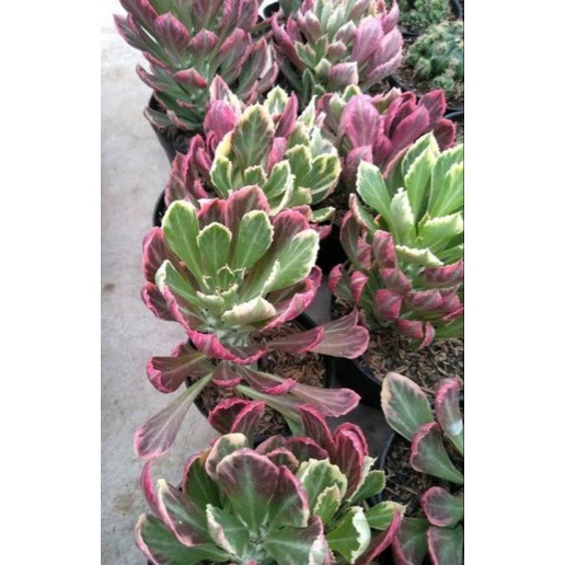 Kaktus Monadenium Korea / Monadenium Import