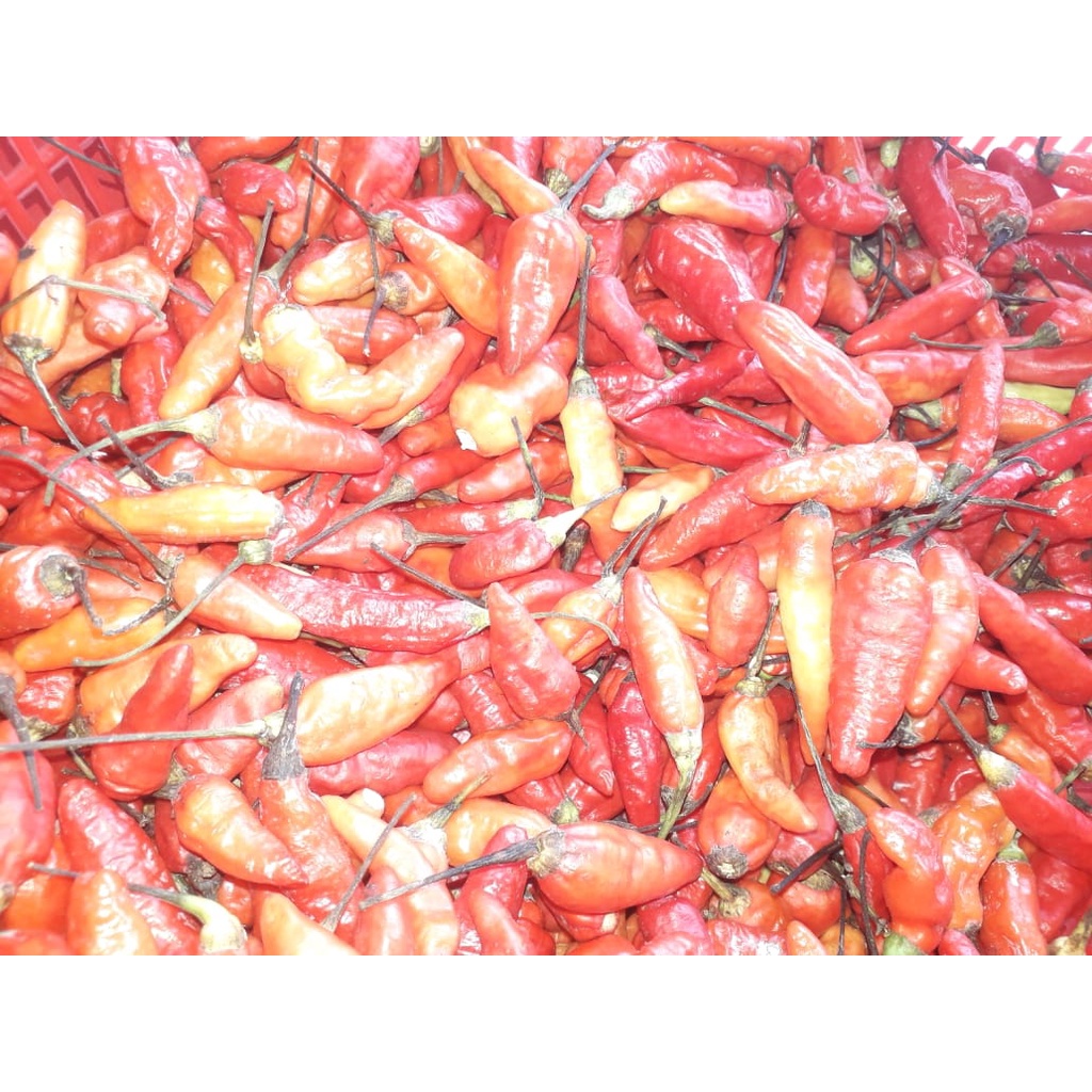 

Cabe rawit merah/cabe jablai 500gr