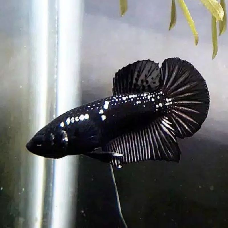 Ikan Cupang Black Mamba Shopee Indonesia