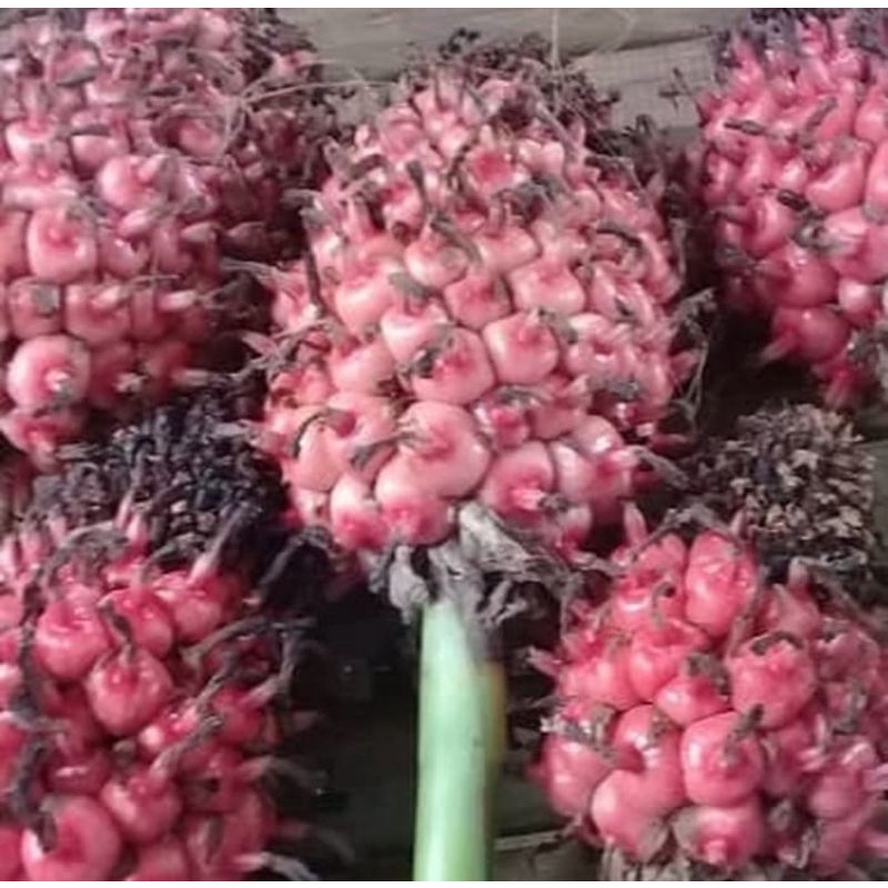 

Buah Honje Merah Segar pasti murah//