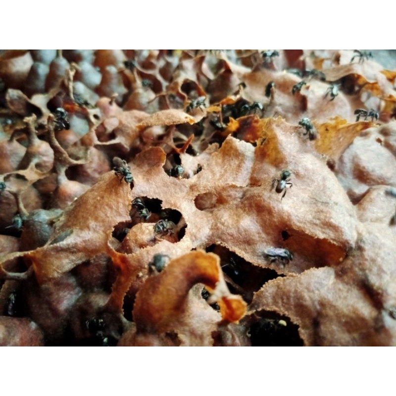 

Madu Trigona Kalimantan,Madu Kelulut,Madu Asli Kalimantan,Madu Murni,Madu Asli