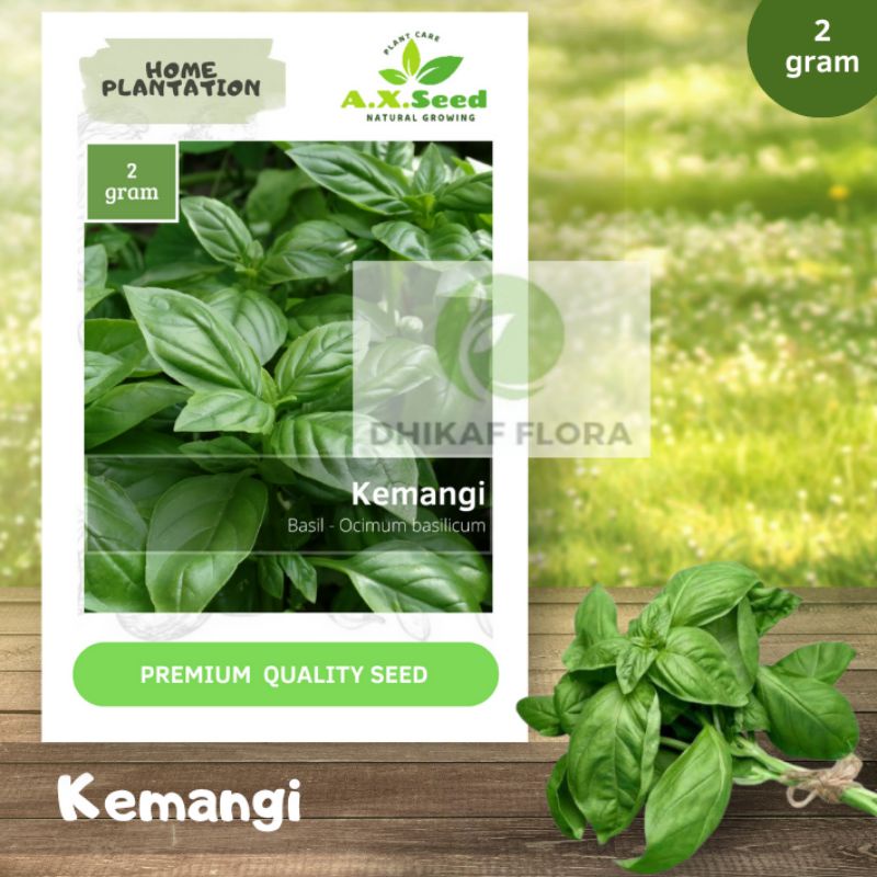 Benih Bibit Kemangi (AX Seed)