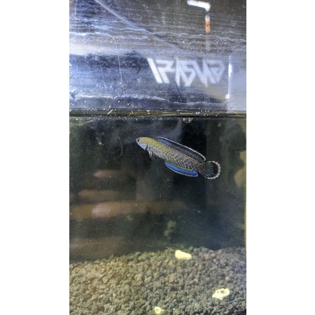 Channa Andrao Grade A full PB