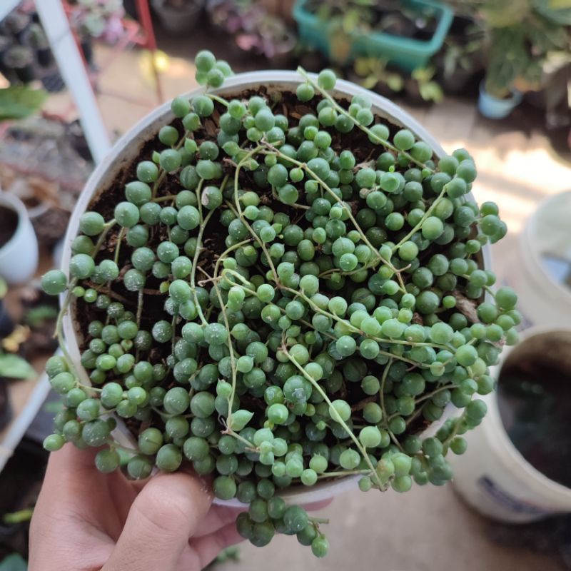 String of pearl rimbun/Sukulen Tasbih/Senecio rowleyanus