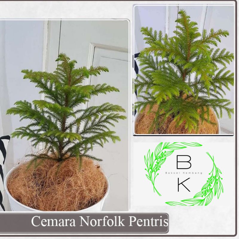 Cemara Pentris (Araucaria heterophylla) - Tanaman cemara pentris outdoor - cemara norflok pentris mu