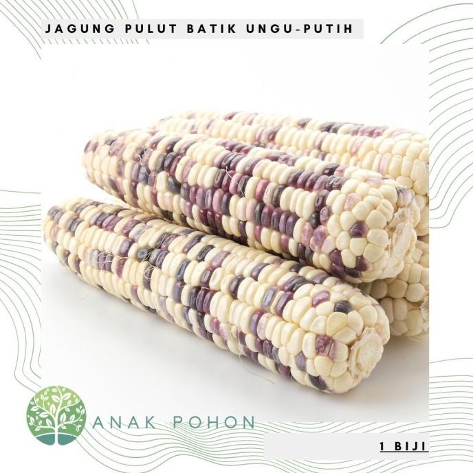 Benih Bibit Biji - Jagung Pulut Batik Bicolor Ungu Putih Corn Seeds (1 biji) ANPN62 Buru Order