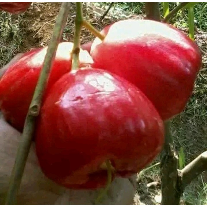 Entries / Cutting Jambu Air Merah Red Taiwan