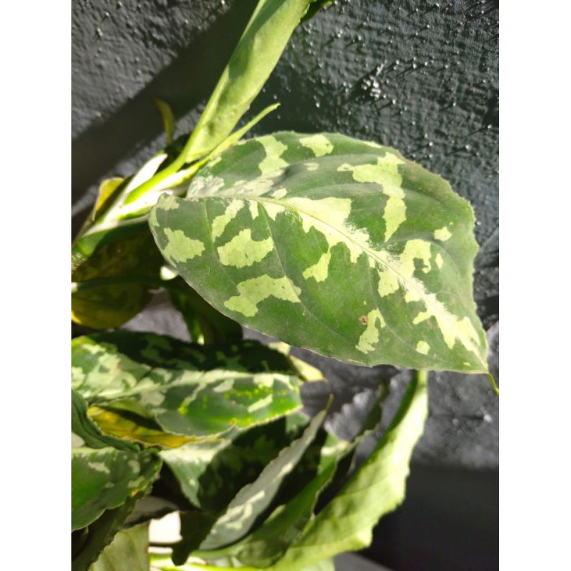 Aglaonema Pictum Bicolor