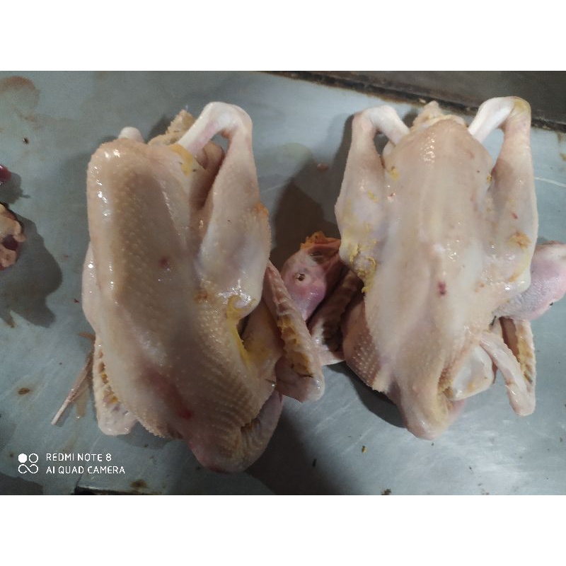 

AYAM KAMPUNG SMALL 500-600 GRAM