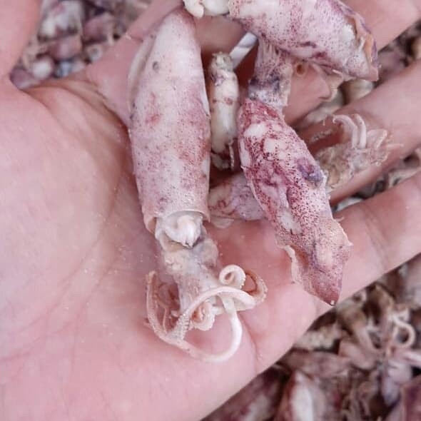 

cumi sotong 500gram