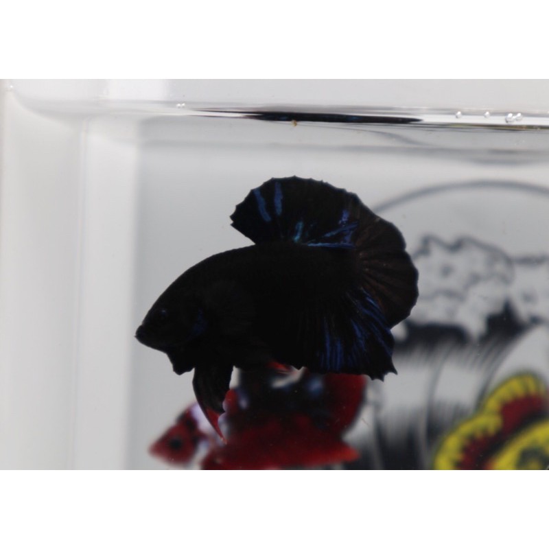 Cupang Avatar top grade