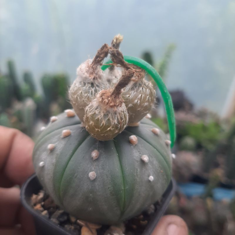 Biji Benih Kaktus Astrophytum Astro Asterias - Nudum - Kabuto - Ooibo - Starshape Mix