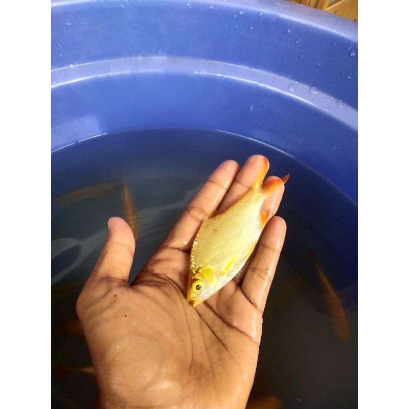 

ikan kaviat albino size L