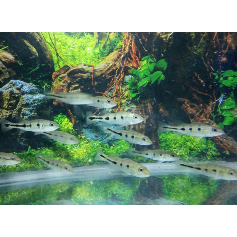 pbass orinoco pure 5/7 cm