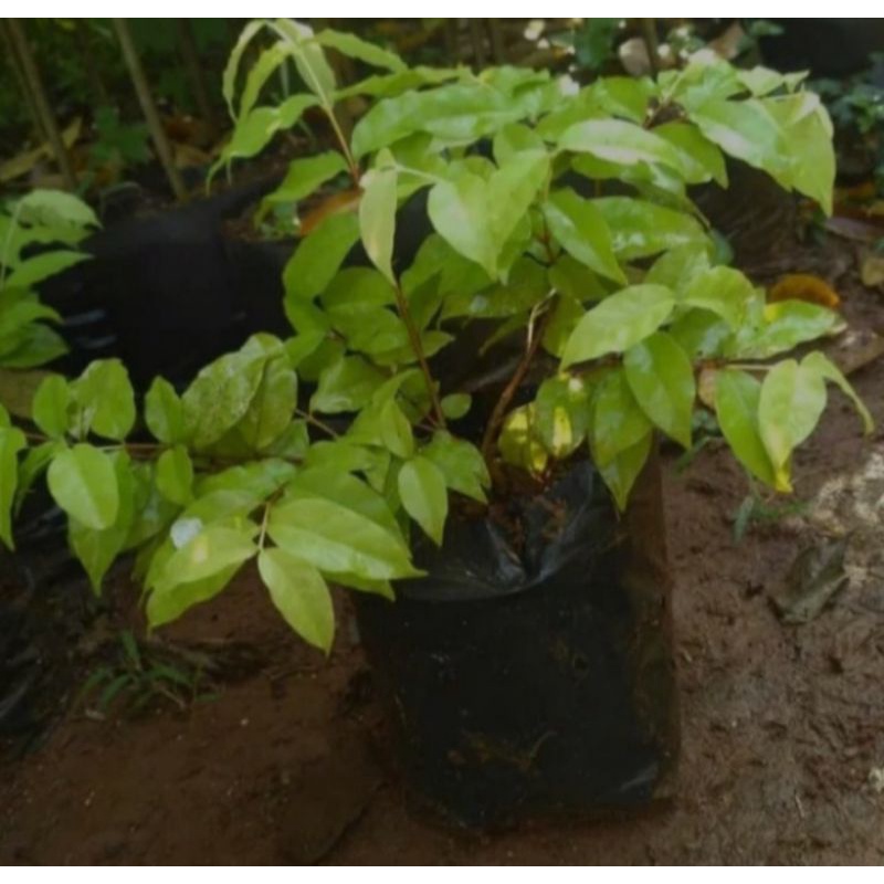 Bibit Bonsai Anting Putri - Tanaman Hias Bibit Bonsai Anting Putri