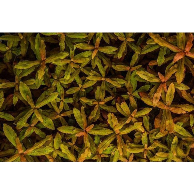 Ammania gracilis tanaman 20 batang, tanaman aquascape  tanaman hias tanaman aquarium