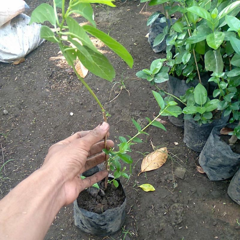 Bonsai sancang mame bibitan