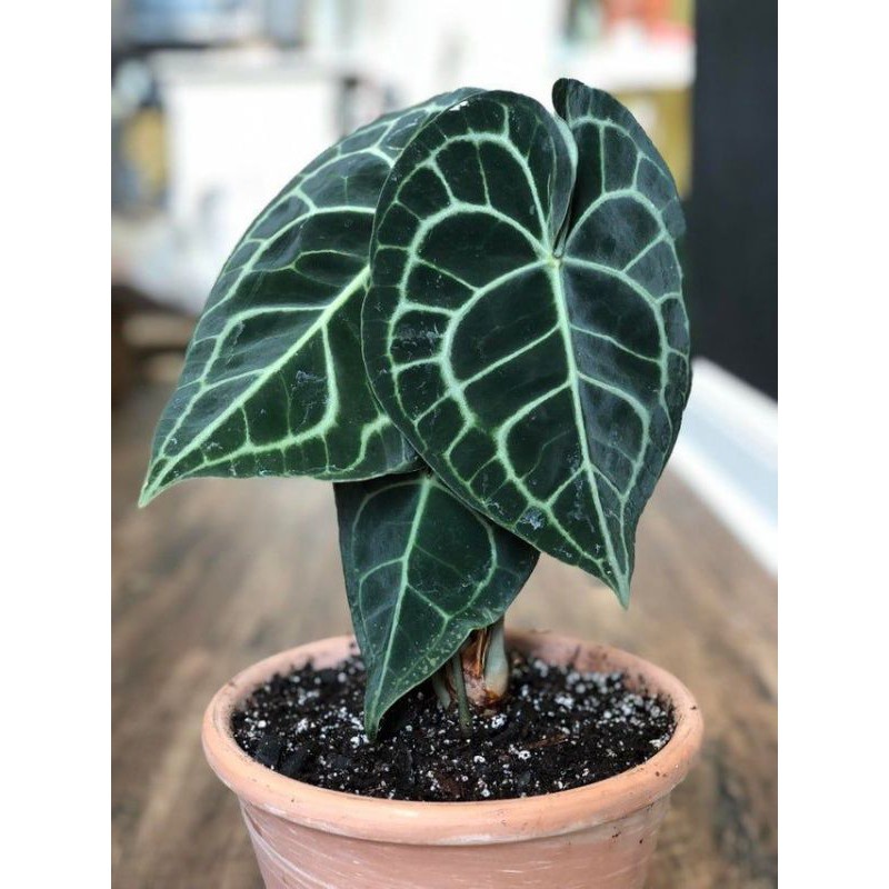 TANAMAN Hias Bunga Kuping Gajah Daun Kecil (ANTHURIUM CRYSTALLINUM)