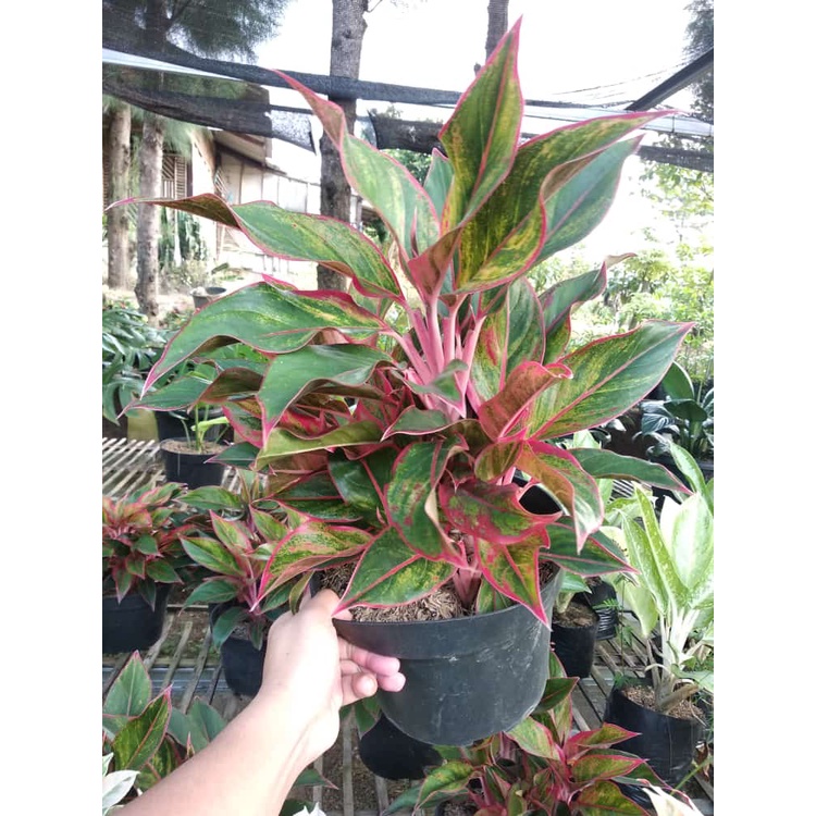 Aglonema Red Siam Aurora Indukan Rumpun Banyak