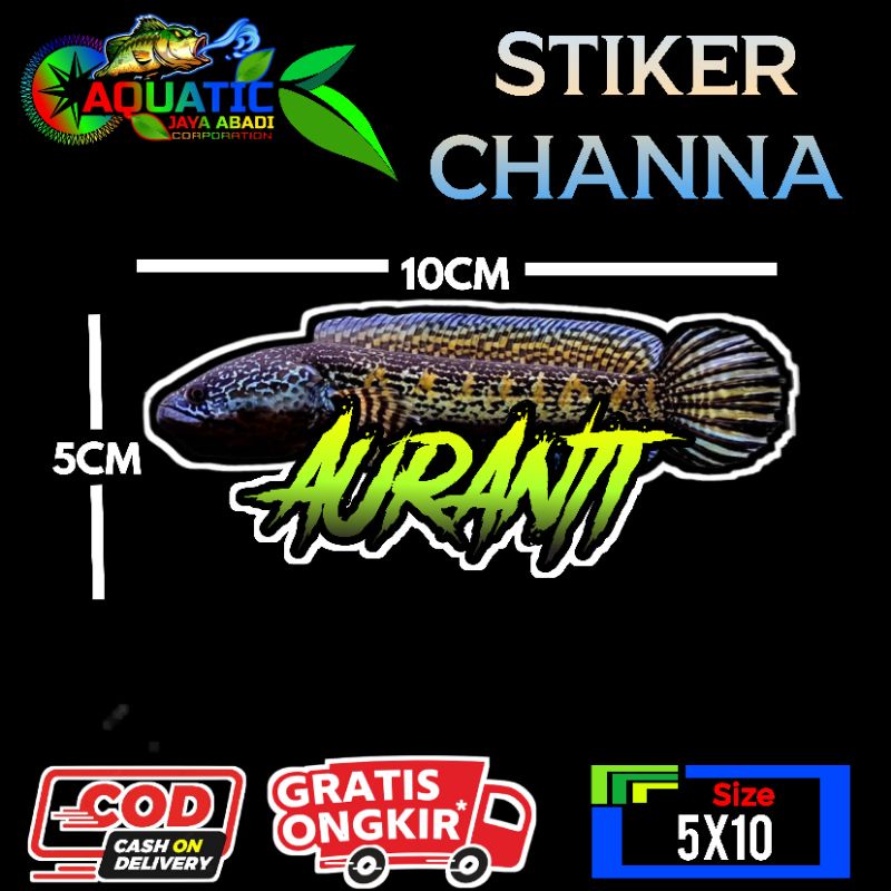 

Stiker Channa Auranti