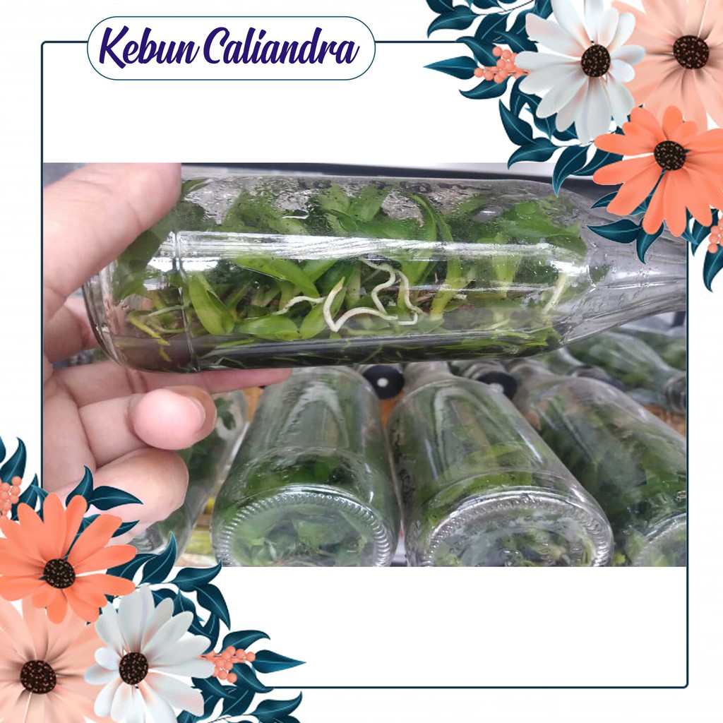 KEBUN KALIANDRA - Anggrek Botol
