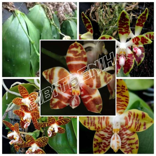 Anggrek phalaenopsis amboinensis dewasa