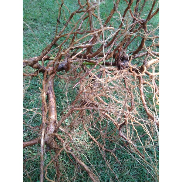 Akar kayu senggani, akar kayu harendong, aquascape, aquarium, hiasan bonsai