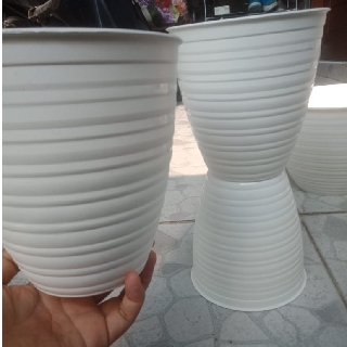 83 POT MT 15 PUTIH PIRUS MADU TINGGI 15 MOTIF TAWON 83 POT MT 15 PUTIH PIRUS MADU TINGGI 15 MOTIF TAWON