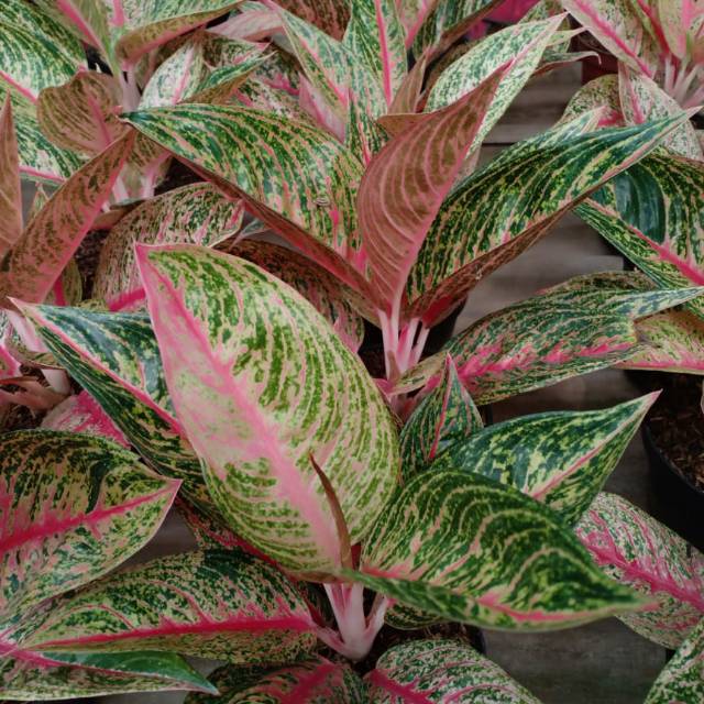 Bibit aglonema legacy