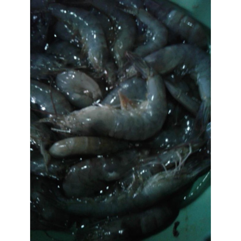 

udang vaname