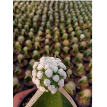 KAKTUS MURAH GRAFTING SNOW CUP (SALJU) TANAMAN KAKTUS IMPORT SNOW CUP MURAH