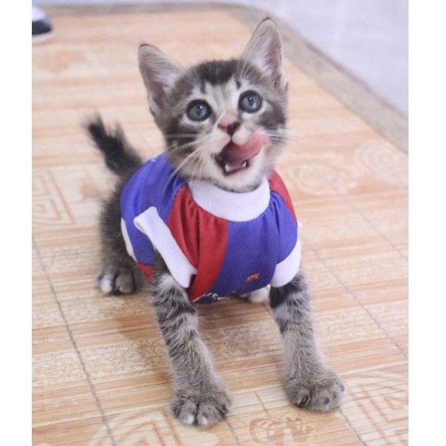 Kaos Jersey fc barcelona untuk kucing dan anjing / baju jersey bola murah size S-XL