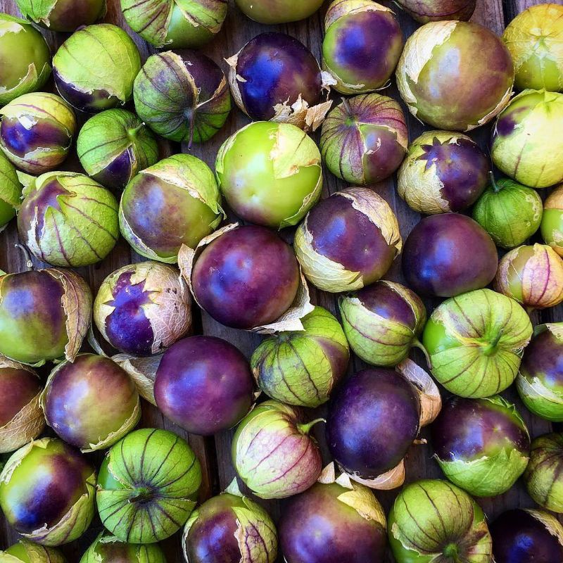 3 Biji - Benih PURPLE TOMATILLO, jenis ciplukan jumbo