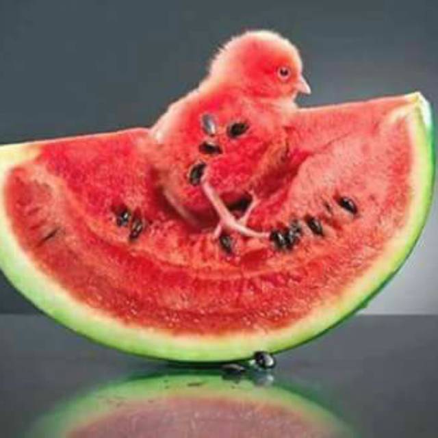 muhammadabdulhalim98