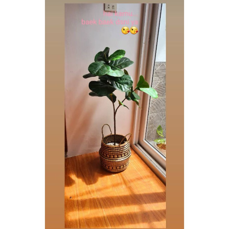 pohon ketapang artificial pohon ketapang biola palsu fiddle leaf fig