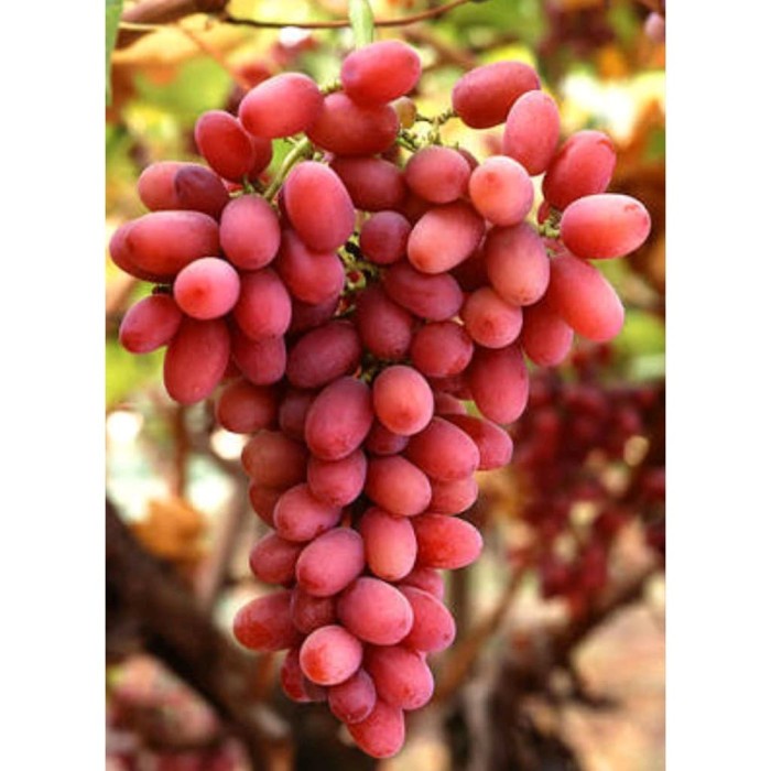 PROMO!!! Bibit Anggur Import Autumn Pink Seedless