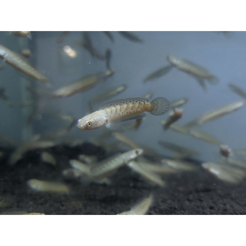 (PAKET 50 EKOR) STEWARTII 5-6CM