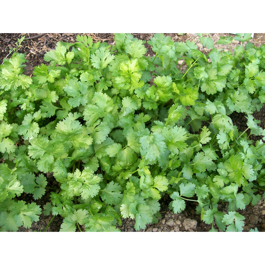 Benih-Bibit Cilantro/Ketumbar (Haira Seed)