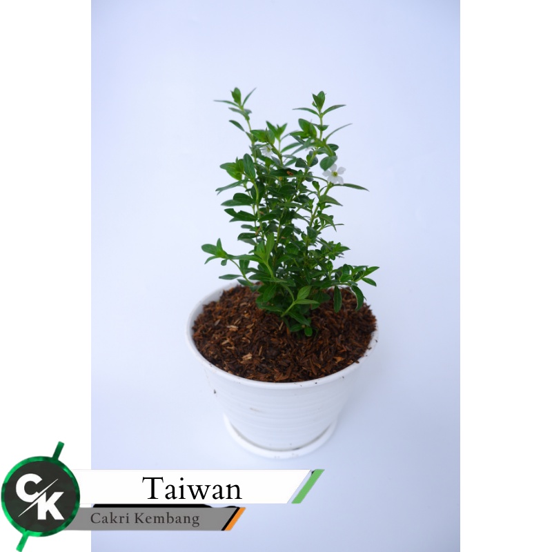 Tanaman Bunga Taiwan beauty (Cuphea hyssopifolia )TERMAHAL SEDUNIA - Tanaman Hias Bunga Taiwan Beaut