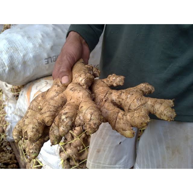 

JAHE GAJAH PUTIH SEGAR - WHITE GINGER