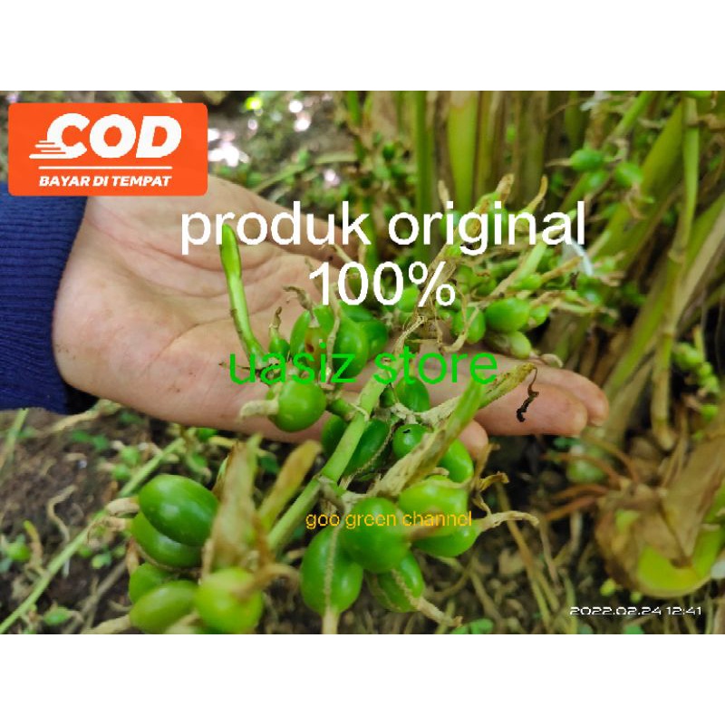 bibit kapulaga india murah