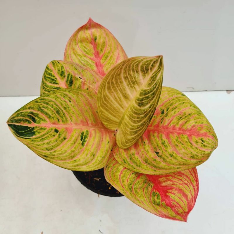 tanaman hias agloneMA  MONLIGHT  promo tunas aglonema MONLIGHT  bongol TUNAS