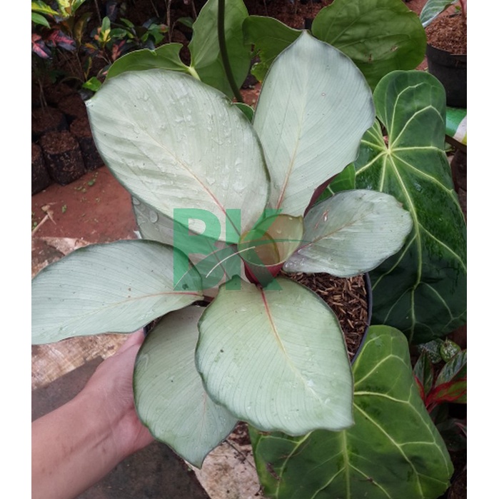 Tanaman Hias Calathea Silver Plate Pink  Calathea Silver Plate (Tanaman Hidup - Bunga Hidup Murah) - BAKUL KEMBANG