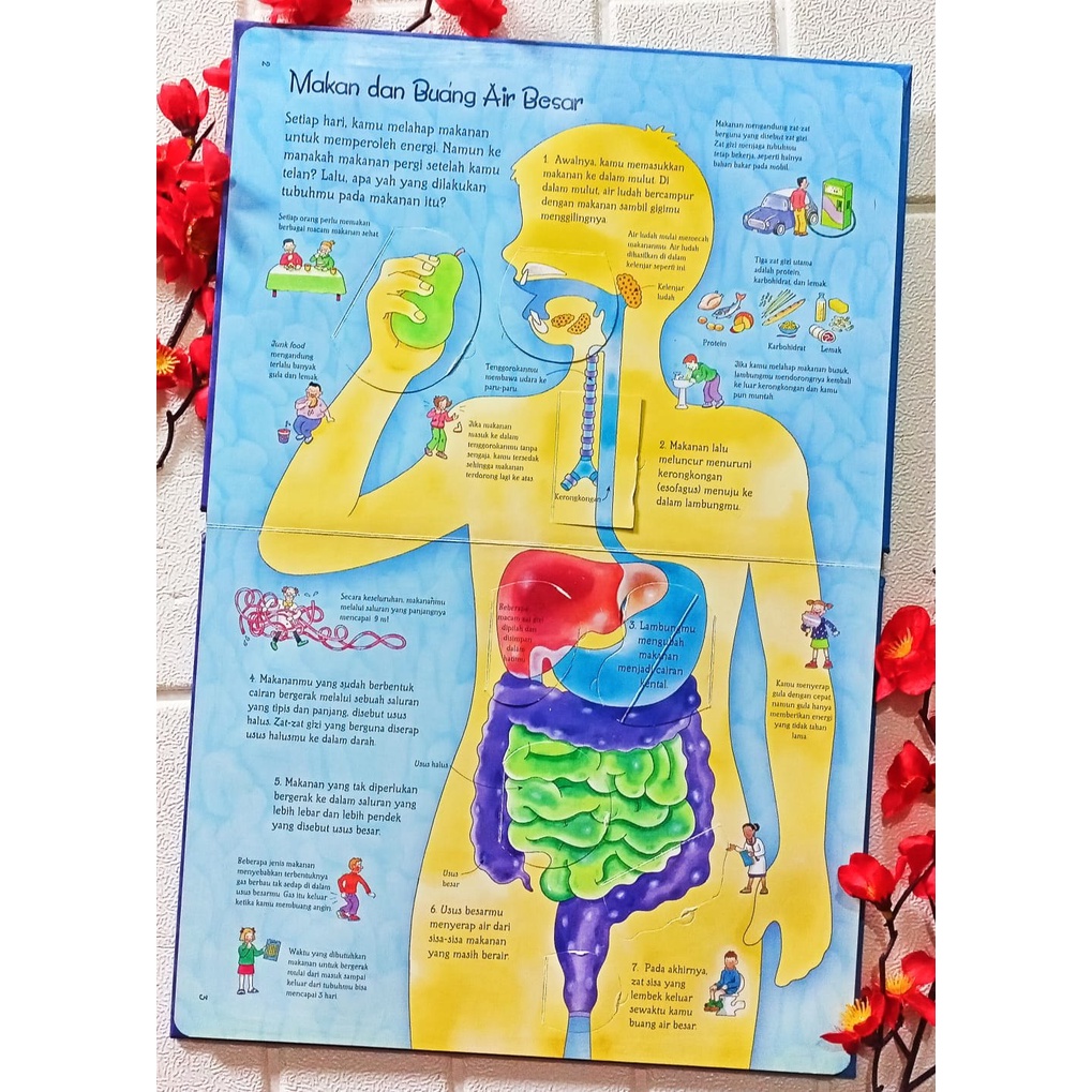 BEST SELLER BUKU ANAK BOARDBOOK TERJEMAHAN USBORNE "See Inside: Tubuhmu" ERLANGGA FOR KIDS