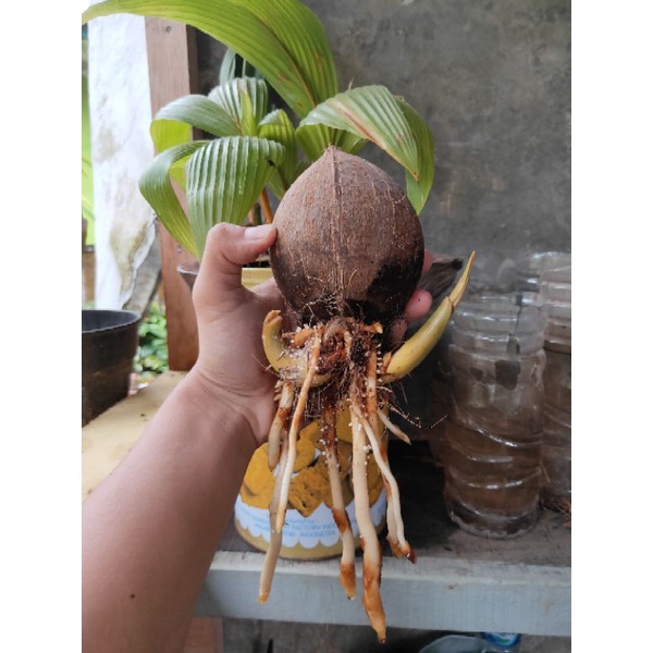 Bonsai kelapa minion cabang/kembar 2 model nungging/terbalik