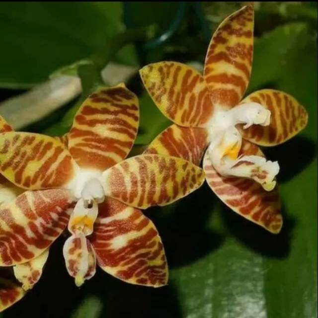 Tanaman Hias Bunga Anggrek Seedling Phalaenopsis Amboinensis