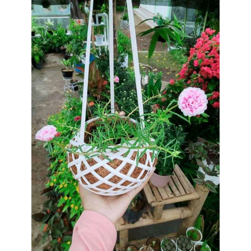 pot gantung kokedama