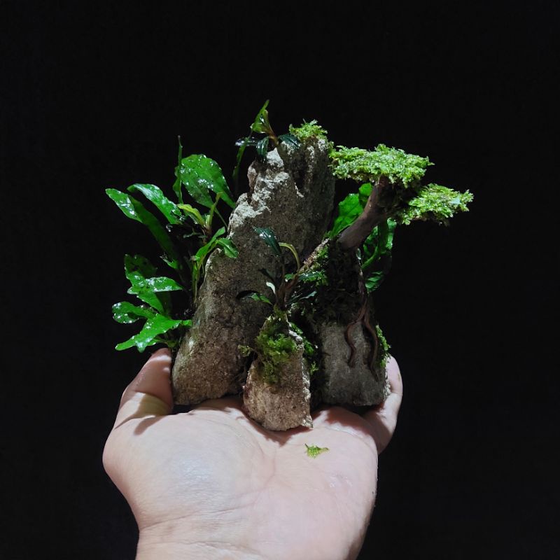 Hardscape Hiasan Aquarium Aquascape Tema Tebing Bonsai