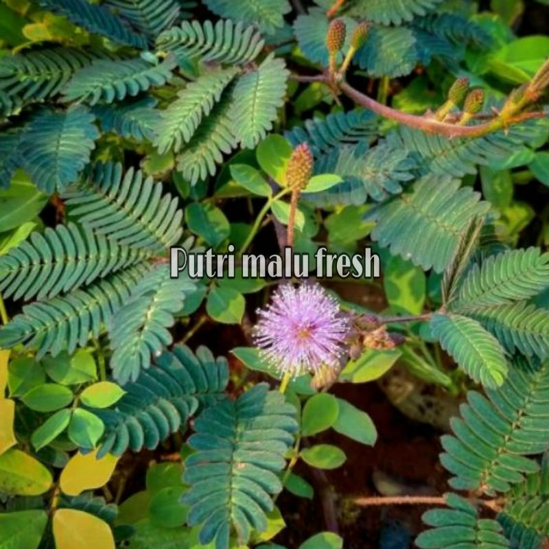 

Putri Malu Segar tanaman putri malu herbal harga 150 gram