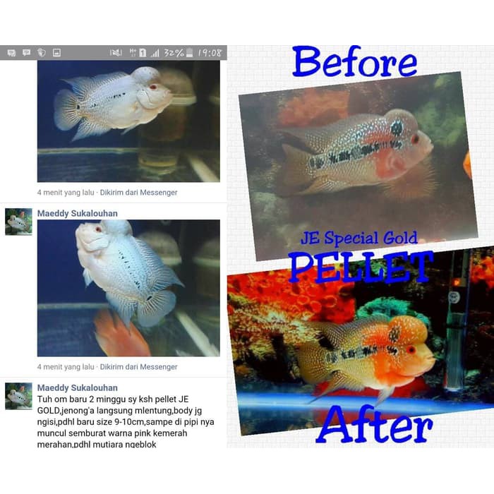 Download 9200 Koleksi Background Aquarium Untuk Ikan Louhan Terbaik